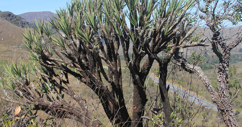 Canela-de-ema: espécie de arbustos dos campos rupestres é ameaçado por mudanças climáticas