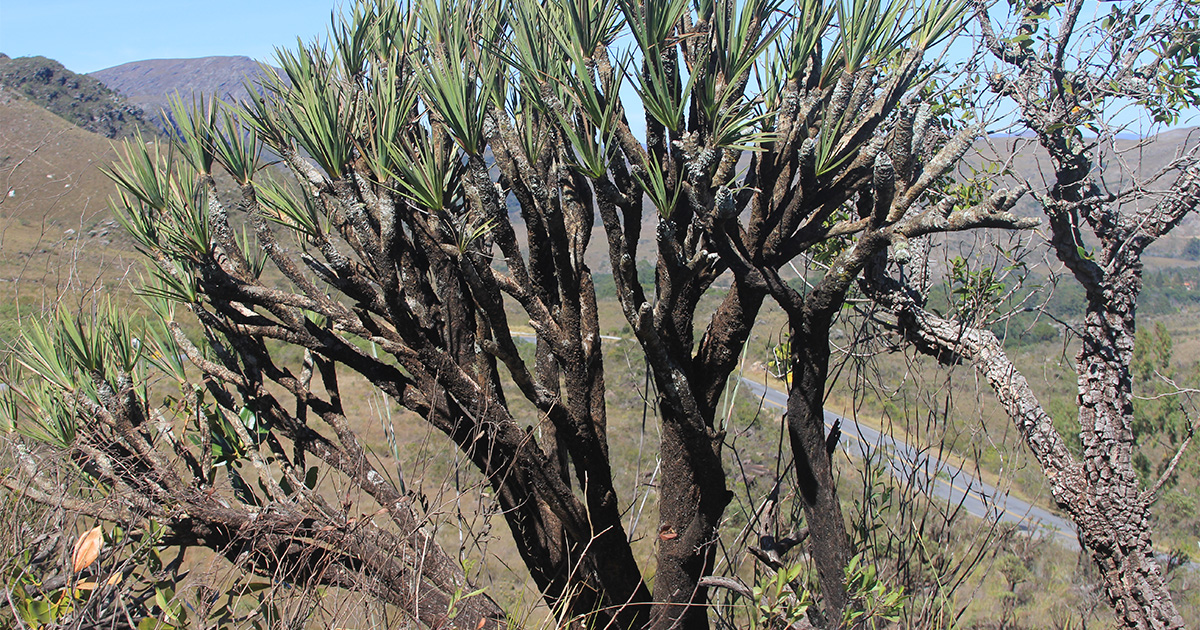 Canela-de-ema: espécie de arbustos dos campos rupestres é ameaçado por mudanças climáticas