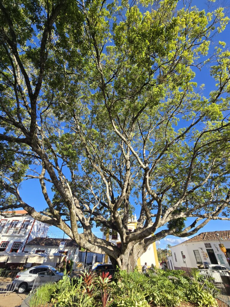 arborização urbana no Brasil
