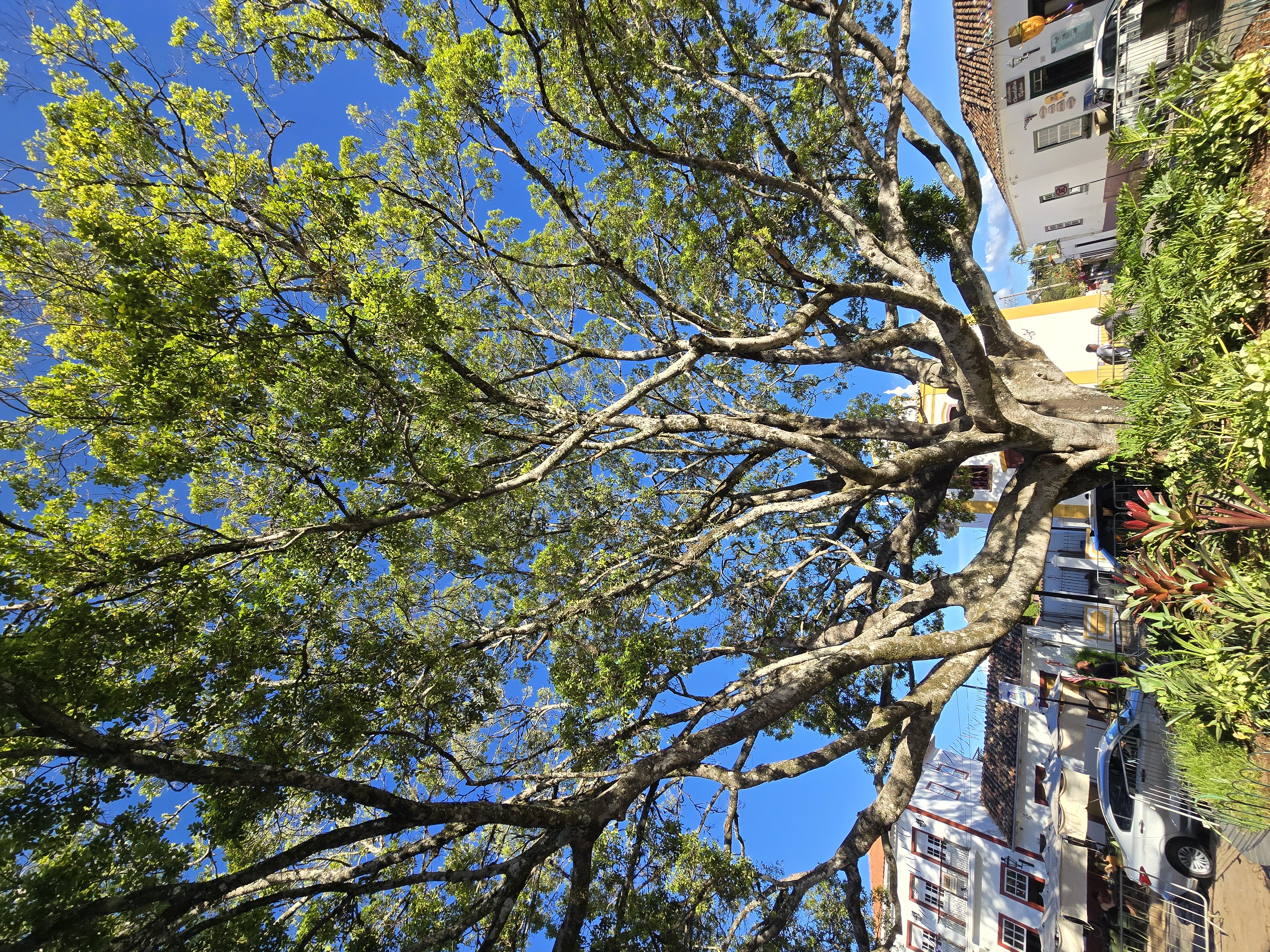Um terço dos brasileiros ainda vive sem árvores nas ruas – veja as 15 cidades mais arborizadas do país
