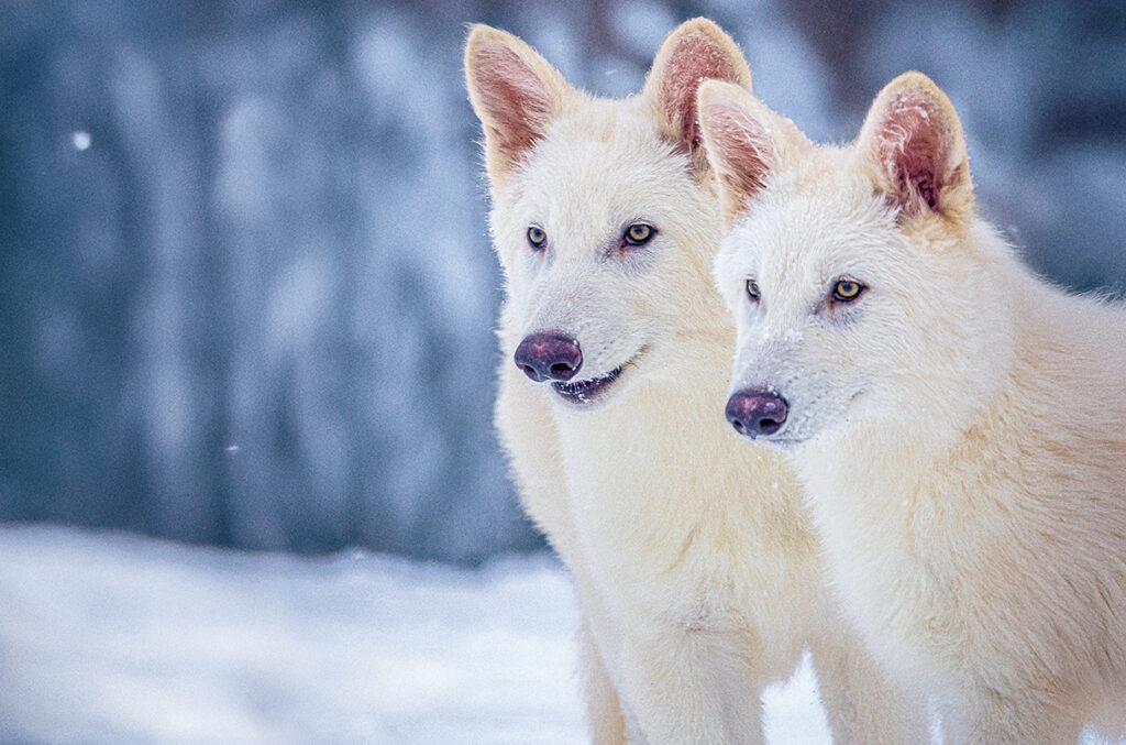 O lobo terrível está de volta dos mortos? Não exatamente