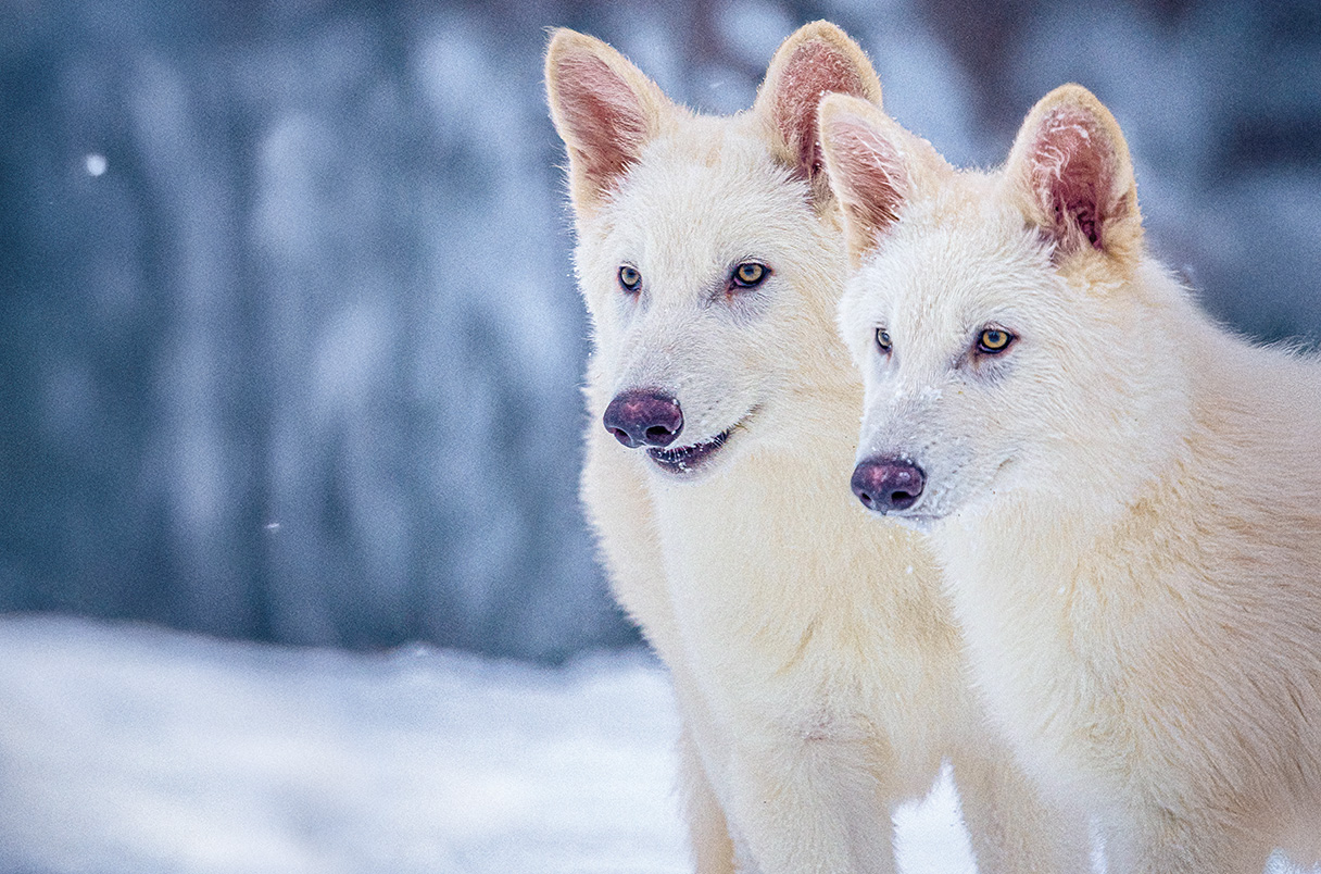O lobo terrível está de volta dos mortos? Não exatamente