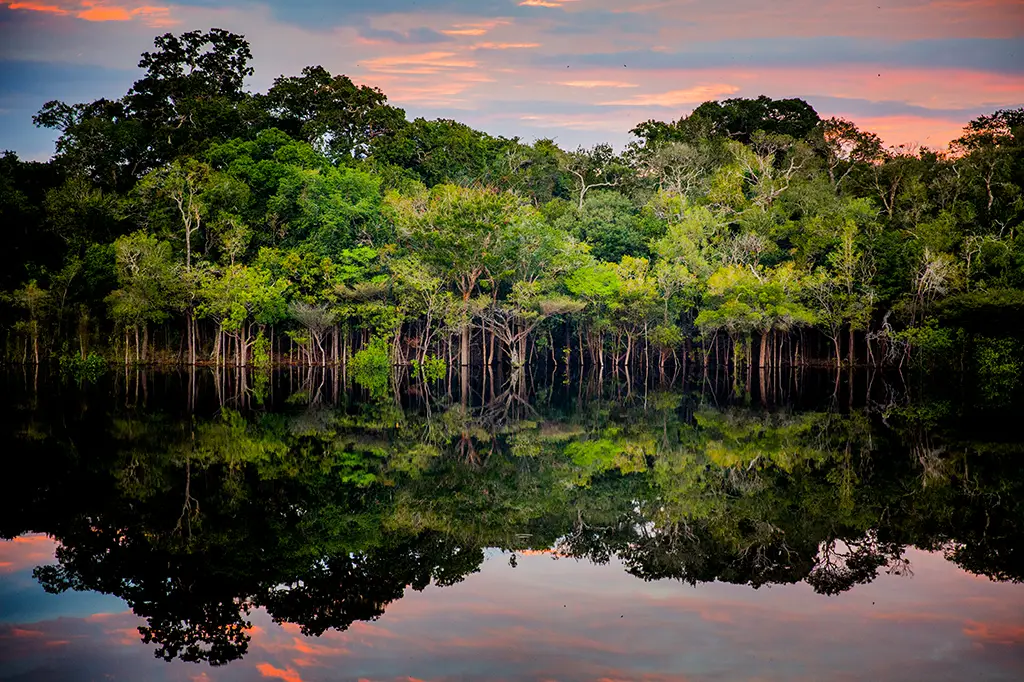 Árvores sentinelas: como a floresta pode ajudar a rastrear o garimpo ilegal na Amazônia