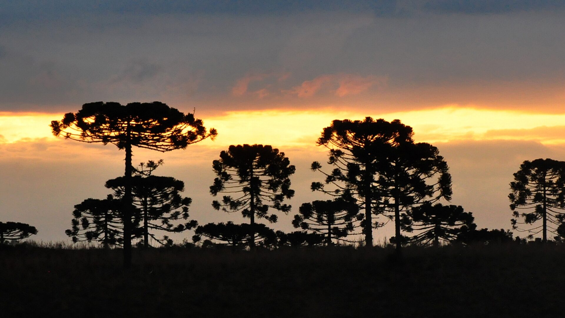 Araucária ameaçada: Mudanças climáticas podem reduzir áreas da espécie em até 75%