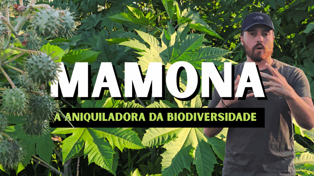 mamona planta invasora