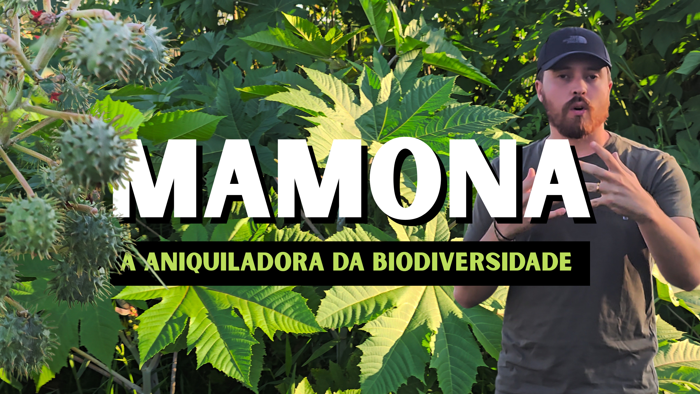 Mamona: A Planta Assassina da Biodiversidade