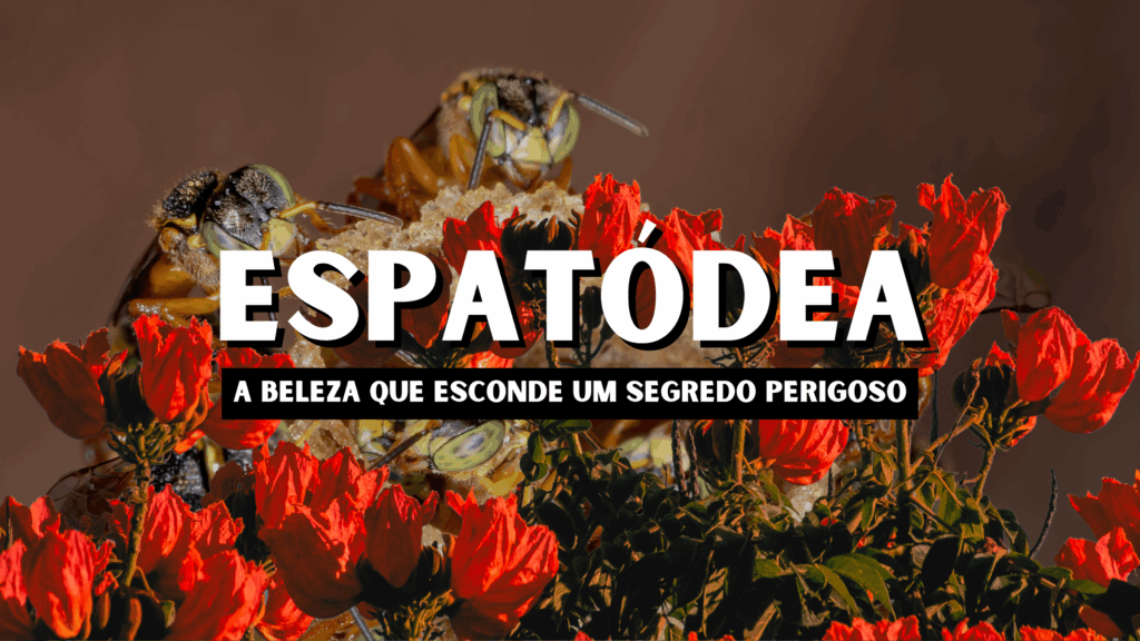 espatódea arvore invasora