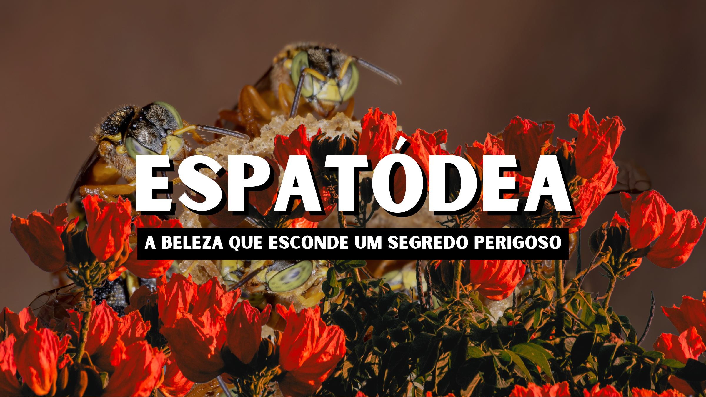 Espatódea: Árvore de Beleza Exuberante ou Ameaça Silenciosa à Biodiversidade?