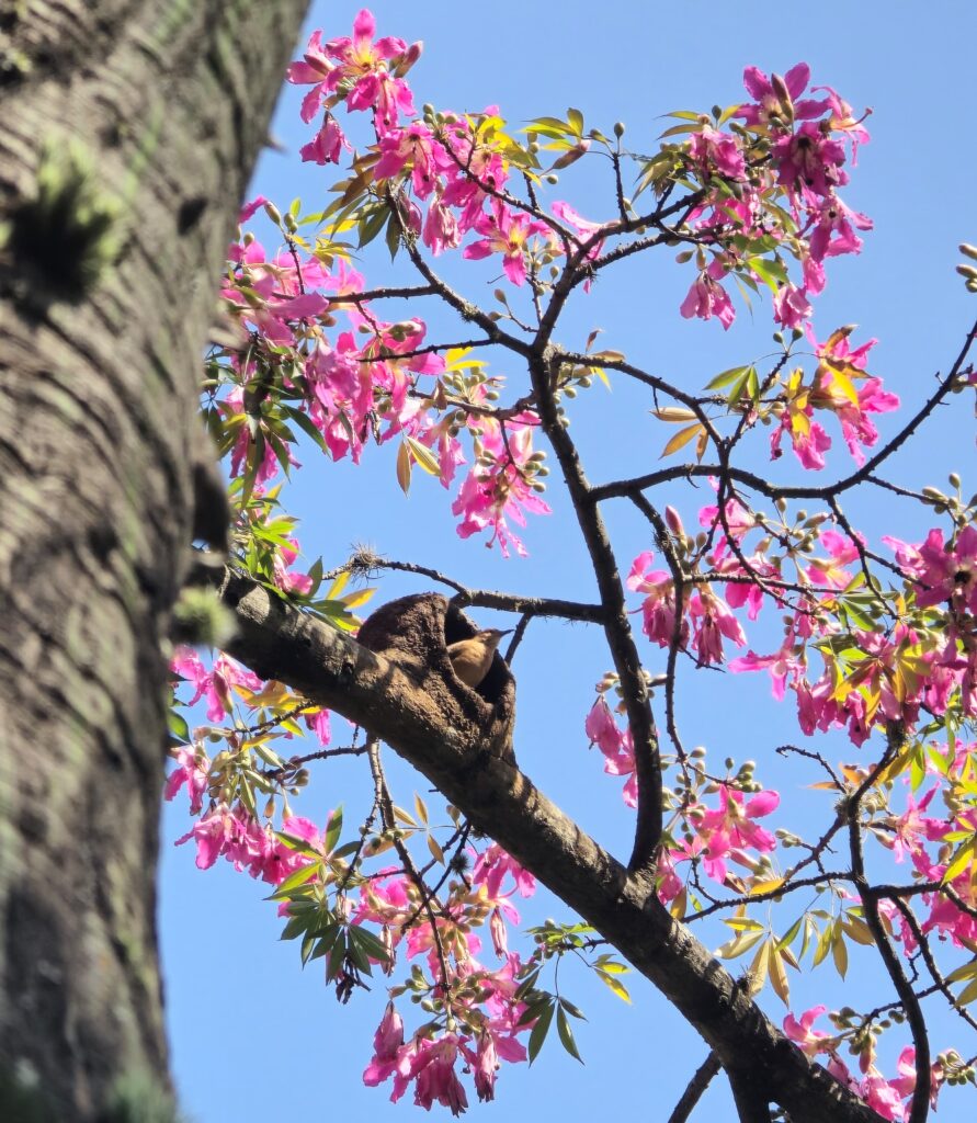 Paineira e o João-de-barro no Parque Ibirapuera em São Paulo/SP. Foto: Arthur Brasil.