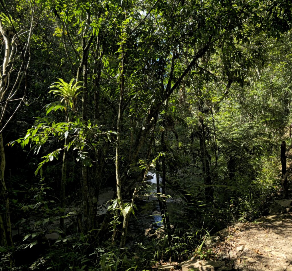 Mata de galeria em área de transição entre Cerrado e Mata Atlântica em Minas Gerais. Foto: Arthur Brasil.