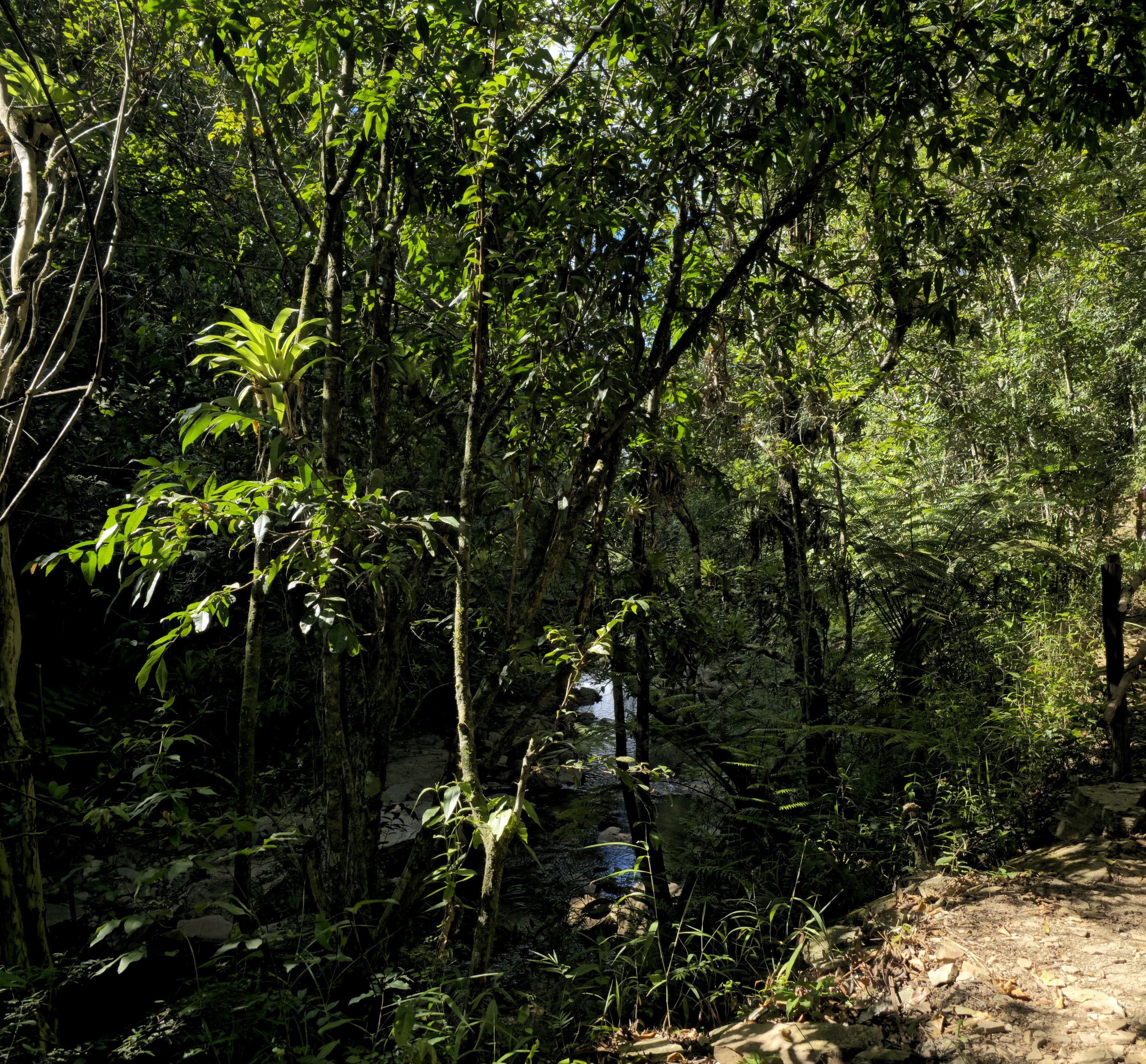 Diversidade faltante: Estudo global revela impacto oculto das atividades humanas sobre a vegetação