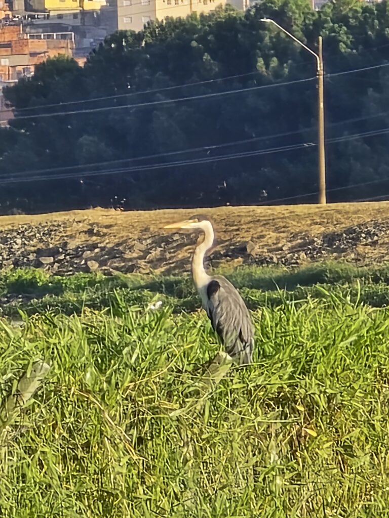 Garça-moura (Ardea cocoi) 