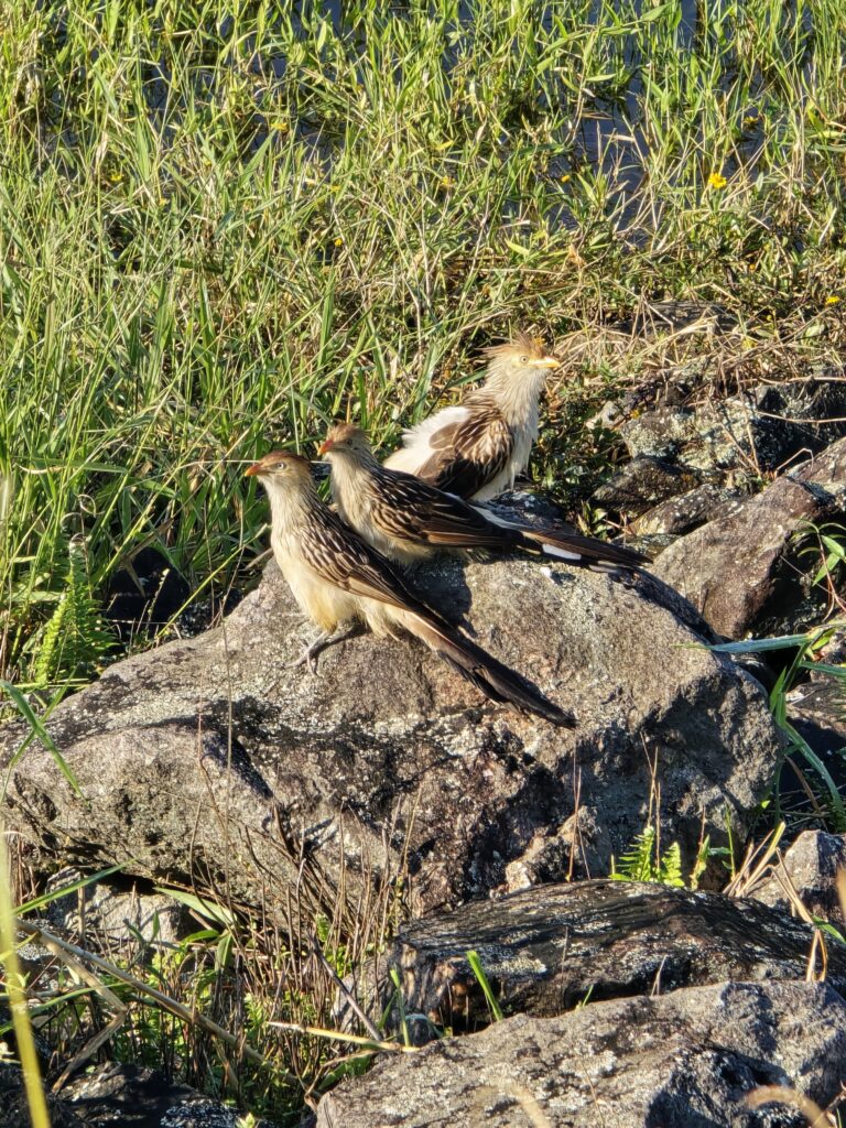 Anu-branco (Guira guira) nas margens da represa Guarapiranga no Parque da Barragem, em São Paulo/SP. Foto; Arthur Brasil.