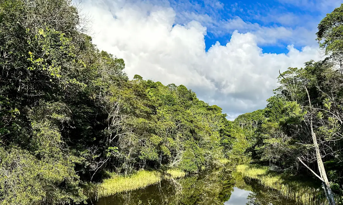 Plataforma com IA identifica áreas prioritárias para restauração florestal no Brasil