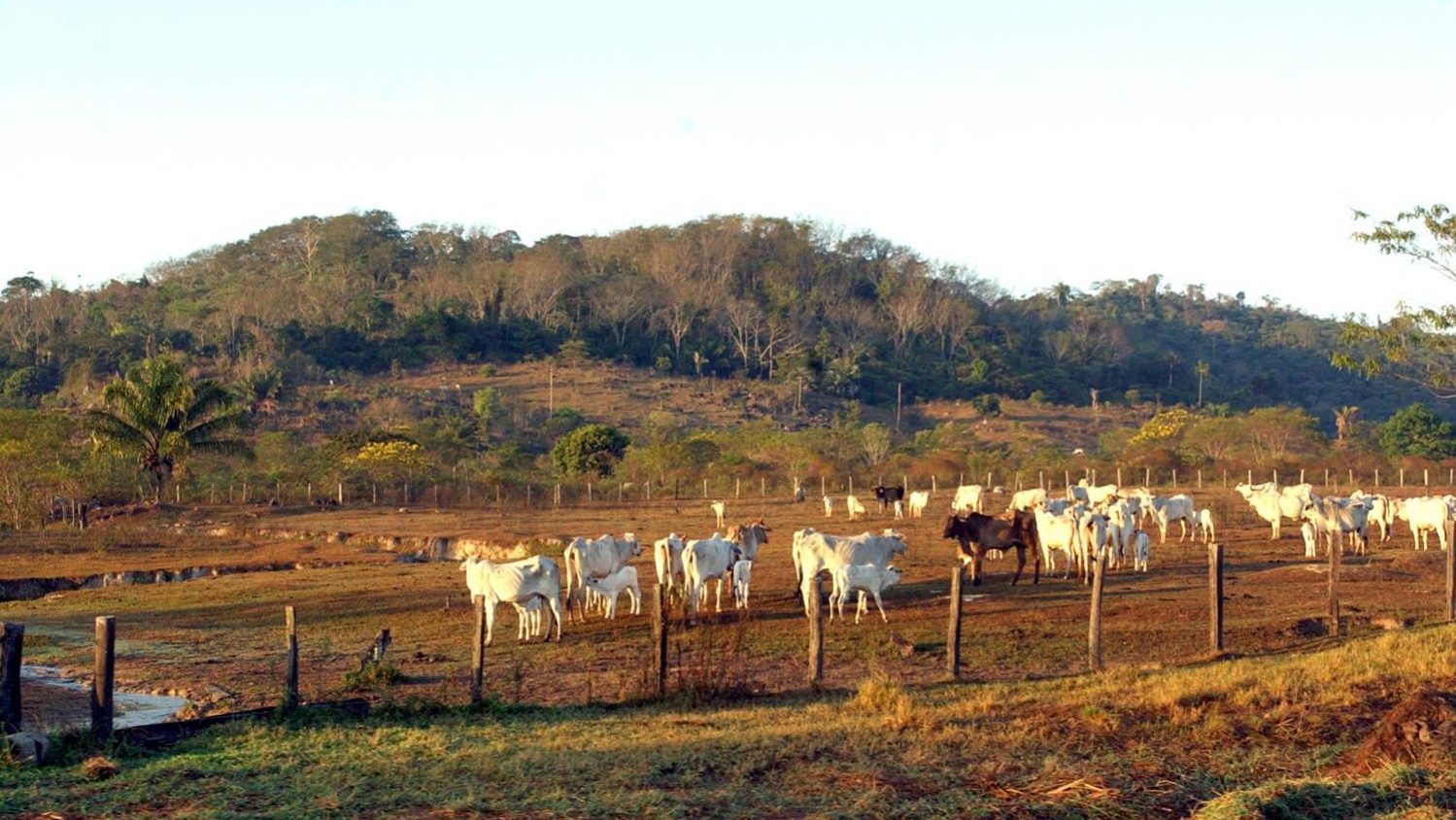 Pecuária, Emissões e Desmatamento: O Maior Desafio Ambiental do Brasil