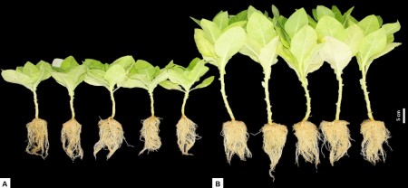 Pesquisadores obtêm patente de fórmula que induz germinação e acelera crescimento de plantas