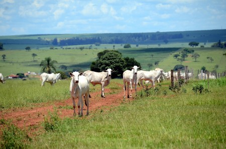 Produção de carne bovina no Brasil ameaça metas climáticas internacionais