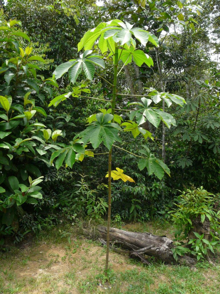 Nova espécie de Embaúba (Cecropia manauara) descoberta em Manaus