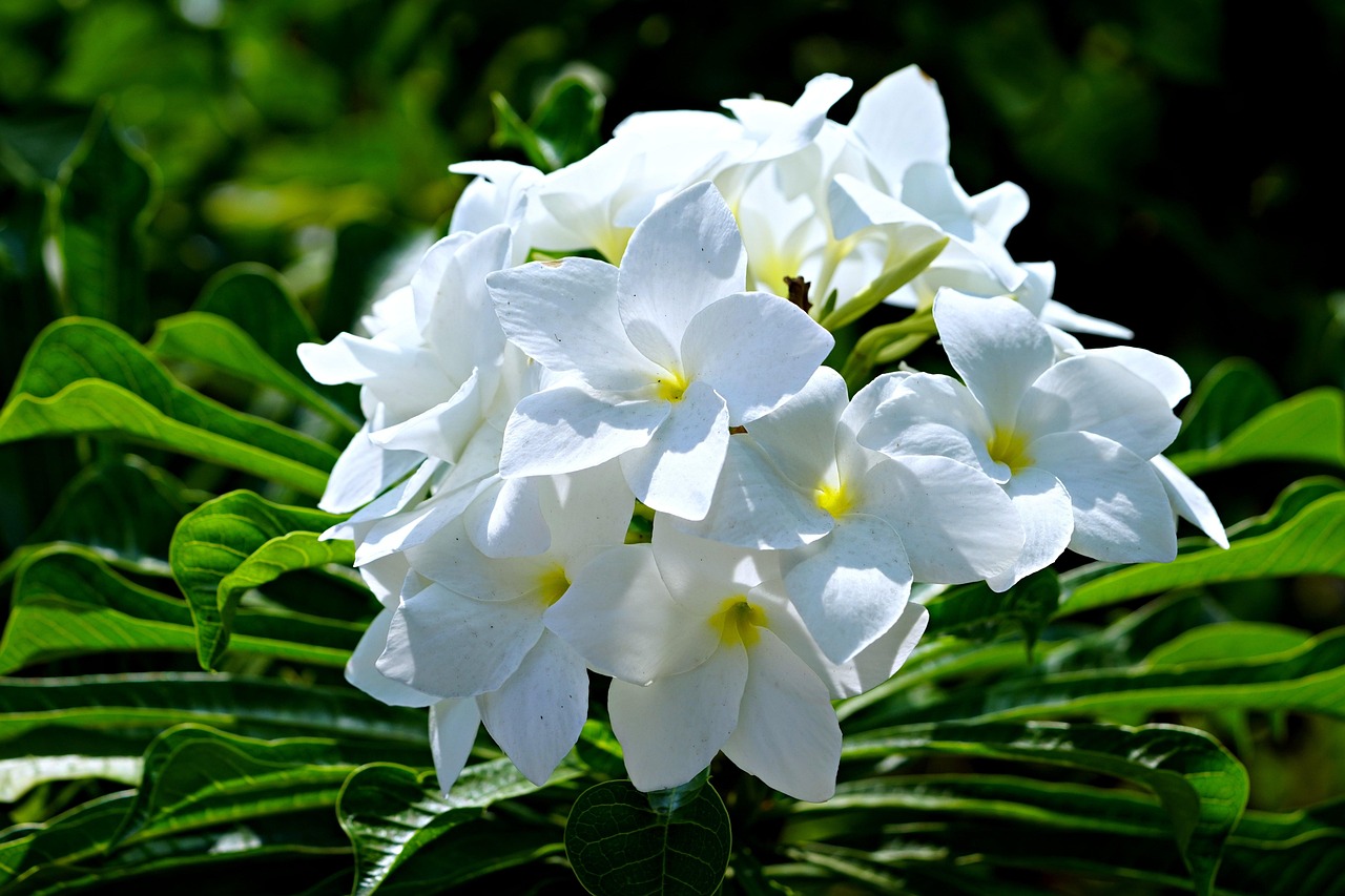 Plumeria pudica: A Bela Exótica que Enfeita Jardins Brasileiros