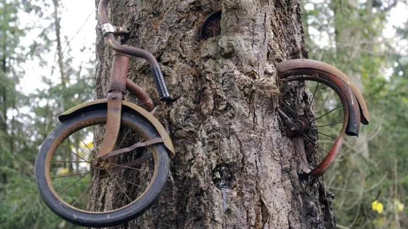 A Bicicleta e a Árvore