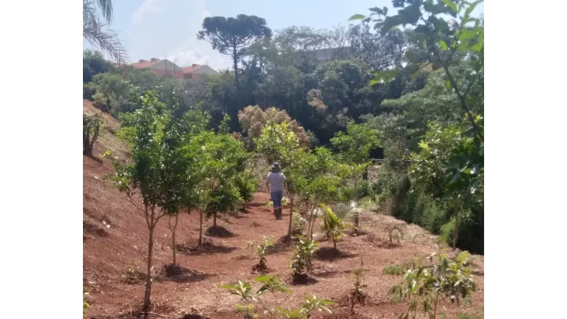A matéria escura da biodiversidade: O desafio da restauração ecológica e a ausência de espécies vegetais