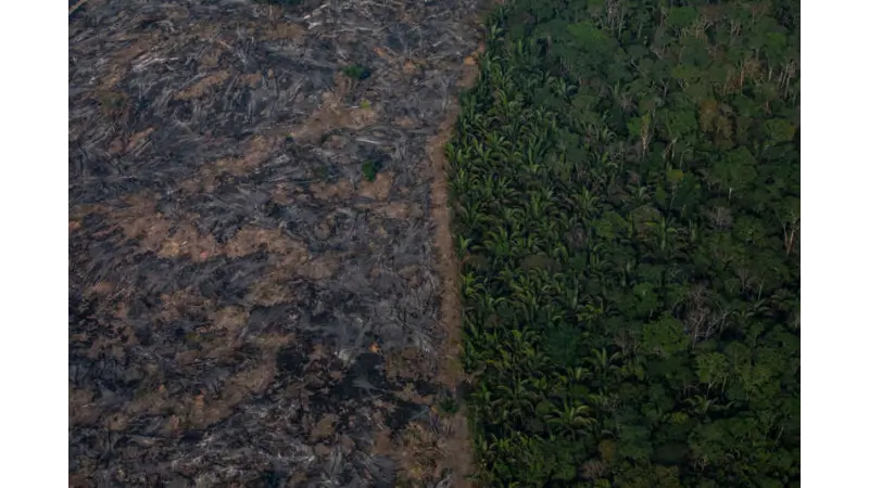 Amazônia perdeu 2,5 bi de árvores desde 2015 por seca e incêndios