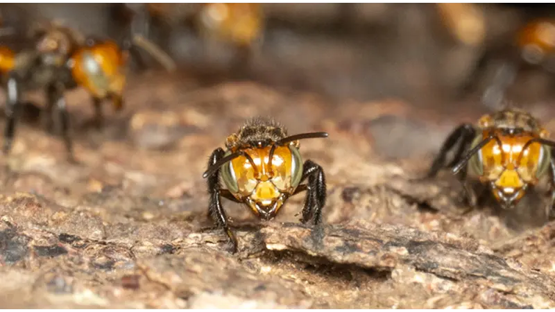Anatomia das abelhas pode ajudar a proteger lavouras e biomas das mudanças climáticas