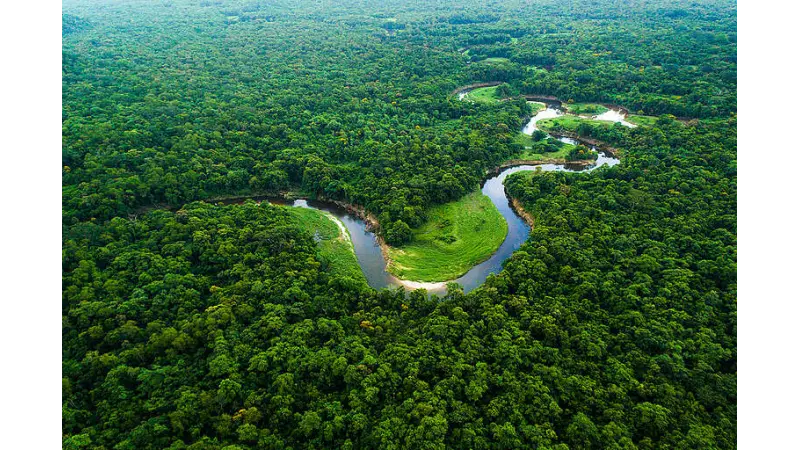 Árvores da Amazônia estão ficando maiores, revela estudo global da Nature