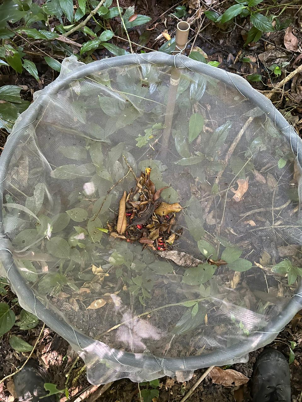 Pesquisa compilou dados de coletores de sementes de 52 fragmentos de Mata Atl&acirc;ntica pelo Brasil (foto: Luis Felipe Daibes/Jardim Bot&acirc;nico do Rio de Janeiro)