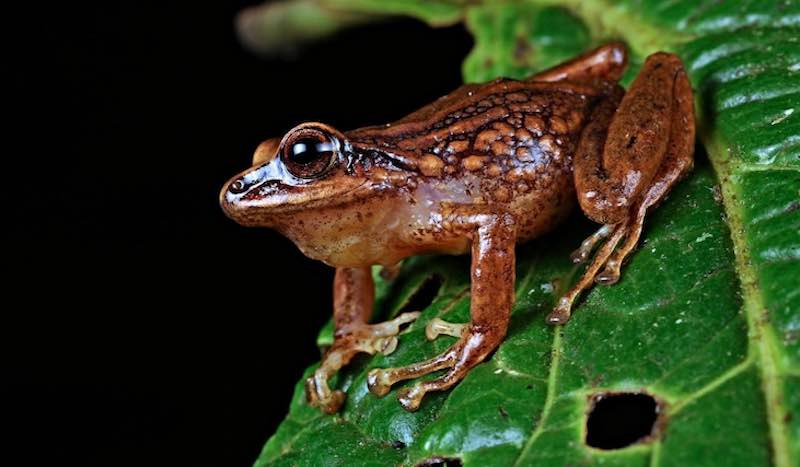 Pristimantis chinguelas Foto: Germ&aacute;n Ch&aacute;vez / Instituto Peruano de Herpetologia