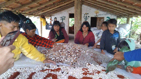 T&iacute;tulo: Mutir&atilde;o de separa&ccedil;&atilde;o de sementes na TI Maxakali. Foto: Projeto H&atilde;mhi Terra Viva - Descri&ccedil;&atilde;o: Mutir&atilde;o de separa&ccedil;&atilde;o de sementes na TI Maxakali. Foto: Projeto H&atilde;mhi Terra Viva
