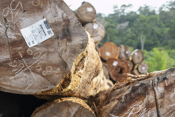 T&iacute;tulo: Tora com etiqueta de rastreabilidade e selo FSC em concess&atilde;o florestal na Floresta Nacional do Amap&aacute; - Descri&ccedil;&atilde;o: Tora com etiqueta de rastreabilidade e selo FSC em concess&atilde;o florestal na Floresta Nacional do Amap&aacute;