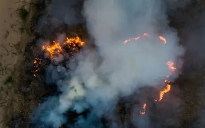 Brasil tem 3209 espécies de plantas em risco de extinção