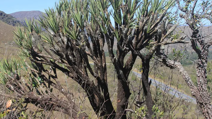 Canela-de-ema: espécie de arbustos dos campos rupestres é ameaçado por mudanças climáticas