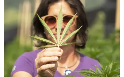 Cannabis medicinal cresce no Brasil, mas associações de pacientes perdem espaço para grandes empresas