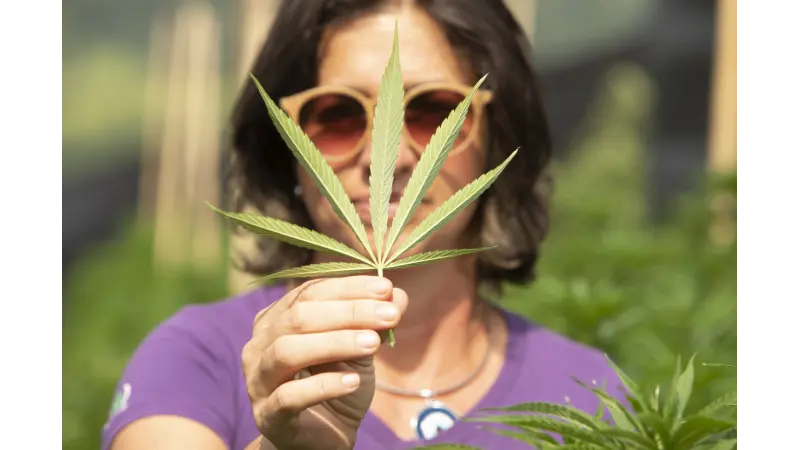 Cannabis medicinal cresce no Brasil, mas associações de pacientes perdem espaço para grandes empresas