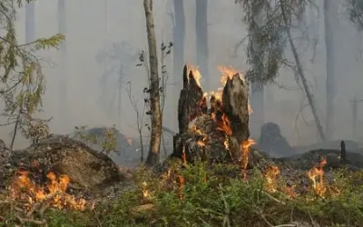 CMA aprova relatório sobre impactos ambientais de ocupações ilegais na Amazônia