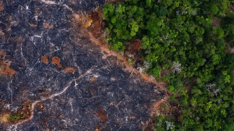 Desmatamento na Amazônia Cai 30,6% em Um Ano: Um Marco para a Conservação Ambiental