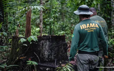 Desmatamento no governo Bolsonaro atinge patamar alarmante, diz Ipam