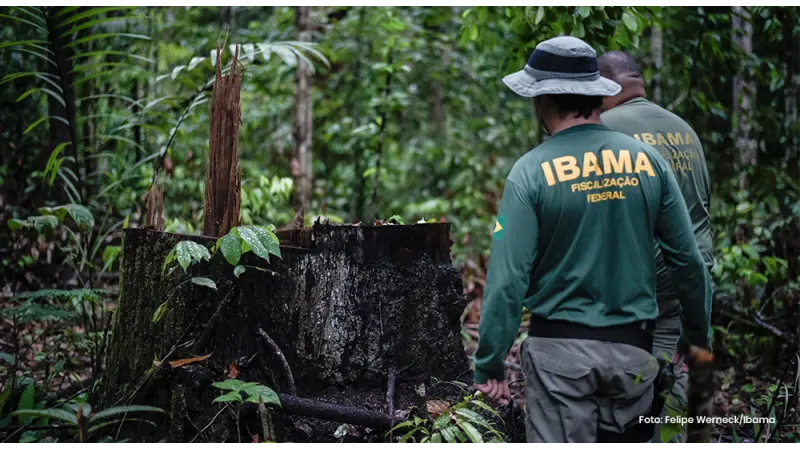 Desmatamento no governo Bolsonaro atinge patamar alarmante, diz Ipam