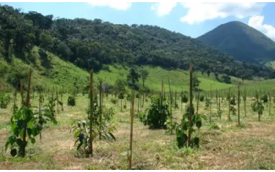 Estudo cria 10 regras para tornar projetos de restauração ecológica mais eficientes