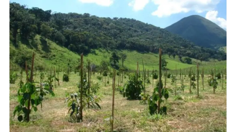 Estudo cria 10 regras para tornar projetos de restauração ecológica mais eficientes
