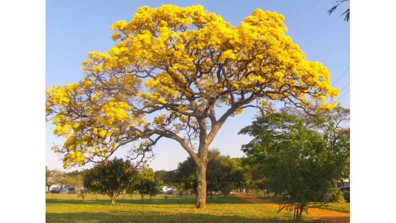 21 de setembro – Dia da Árvore
