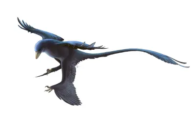 Dinossauro com penas descoberto na China amplia debate sobre a evolução do voo