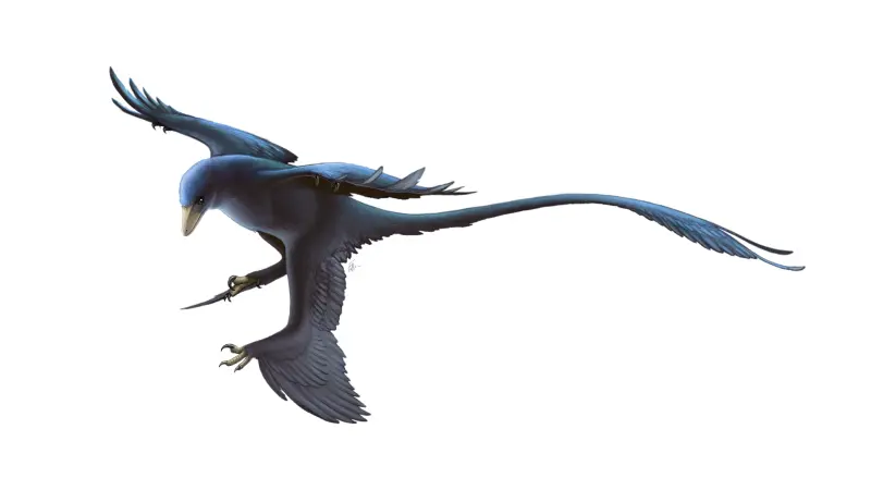 Dinossauro com penas descoberto na China amplia debate sobre a evolução do voo