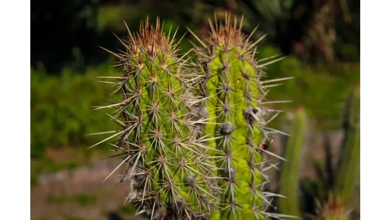 Dois projetos brasileiros terão 19,6 milhões de dólares do Fundo Global de Biodiversidade