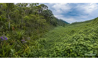 Espécies exóticas invasoras: conheça a série do Florestal Brasil