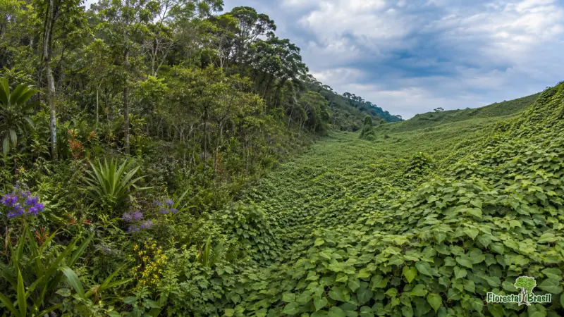 Espécies exóticas invasoras: conheça a série do Florestal Brasil