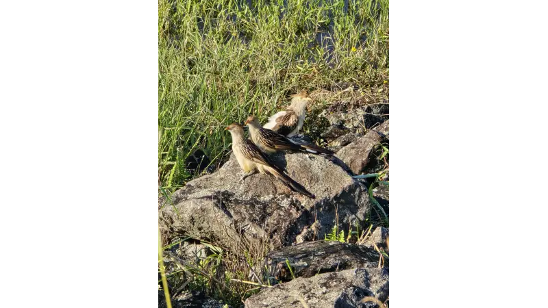 Estudo mapeia 261 espécies de aves em parque na região da represa Guarapiranga, em São Paulo