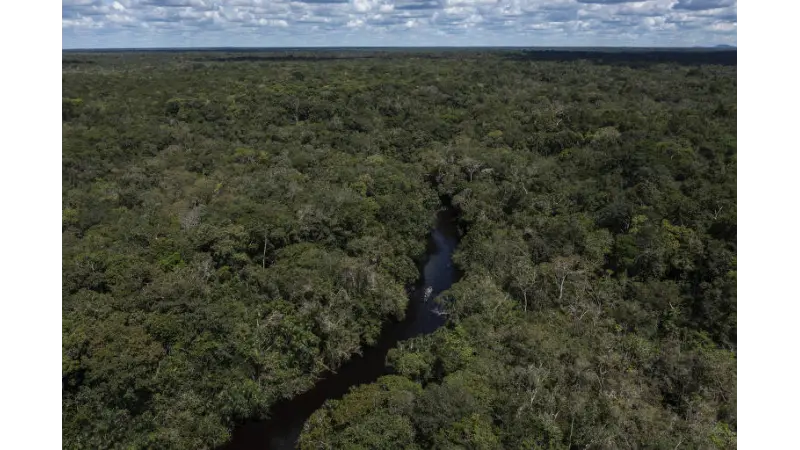 Estudo realizado pela Global Forest Watch demonstra que Brasil reduziu em 36% a perda de florestas em 2023
